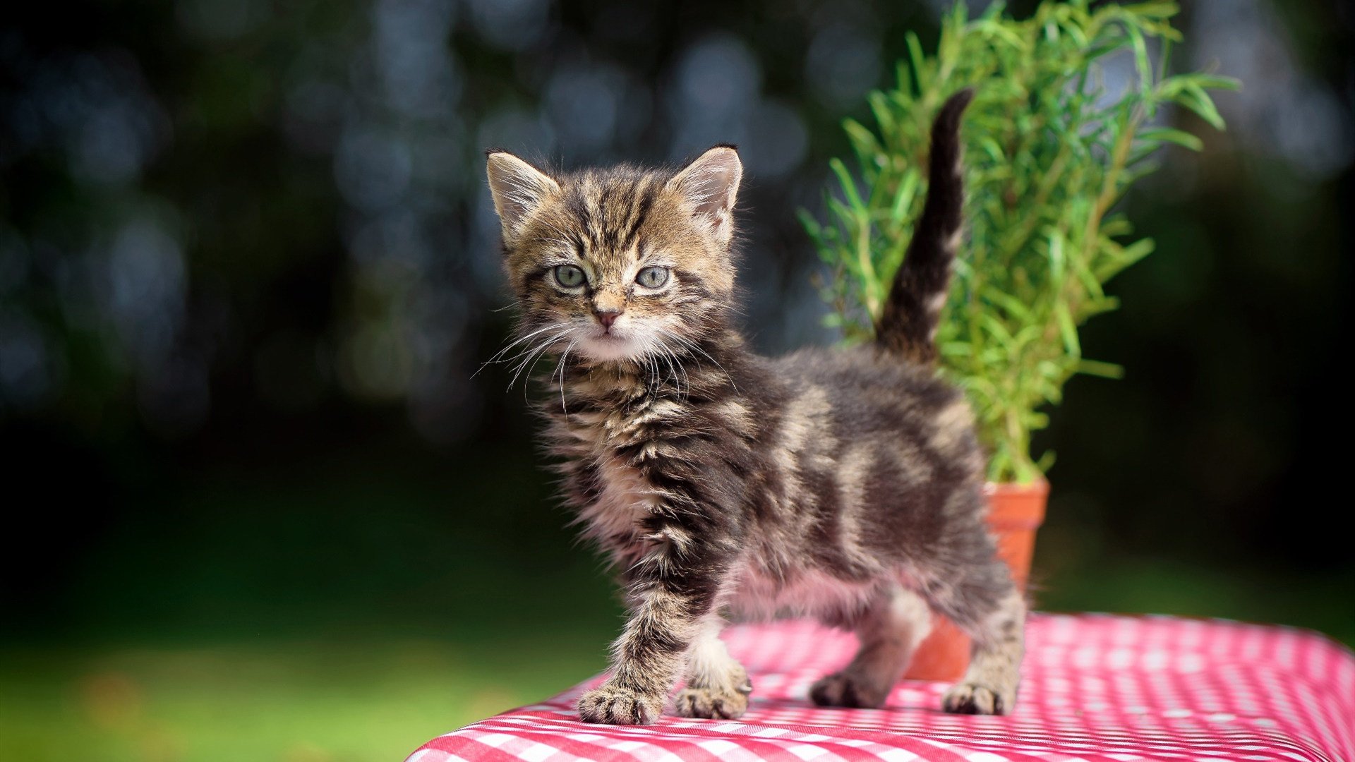 “沙滩手球:天府新区赛场,冲刺与反转并存”