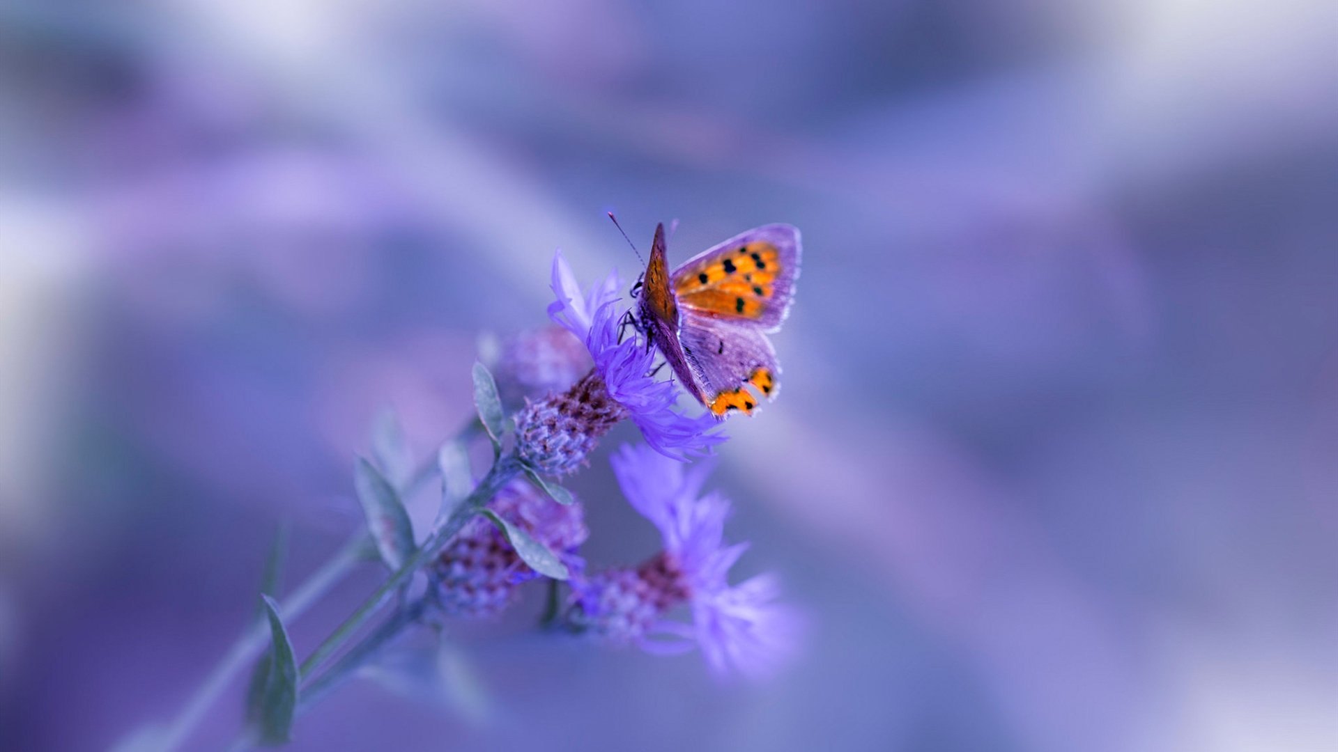 乐鱼体育app官网-体育新闻中心发布体育短视频传播效果分析报告，体育短视频创作